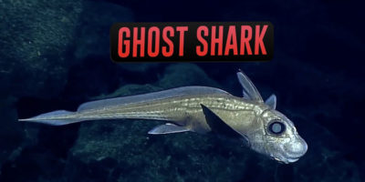 Picture 10 Animals You Didn’t Know Existed!