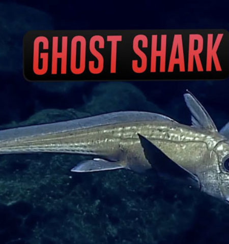 Picture 10 Animals You Didn’t Know Existed!