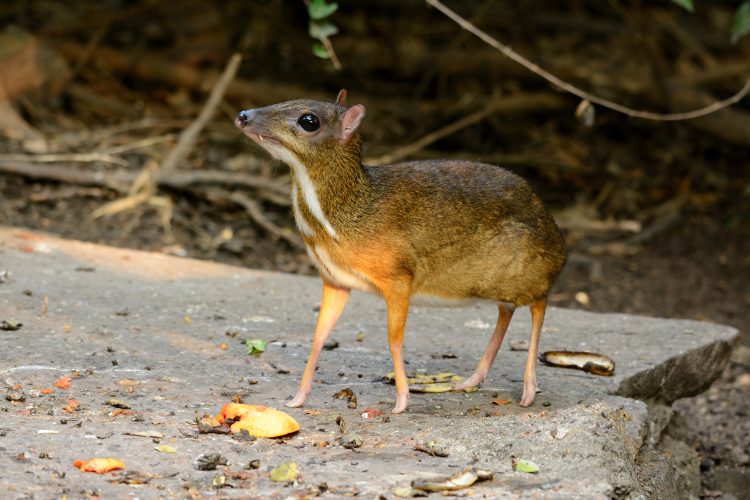 Lesser Mouse-Deer