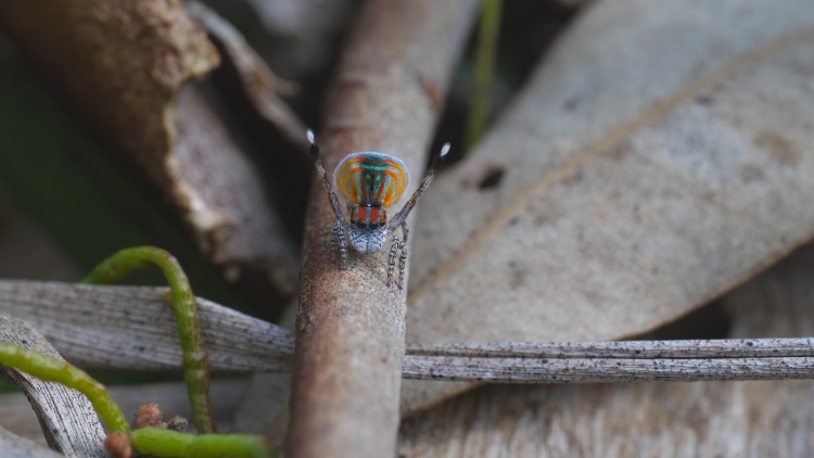 Peacock Spider