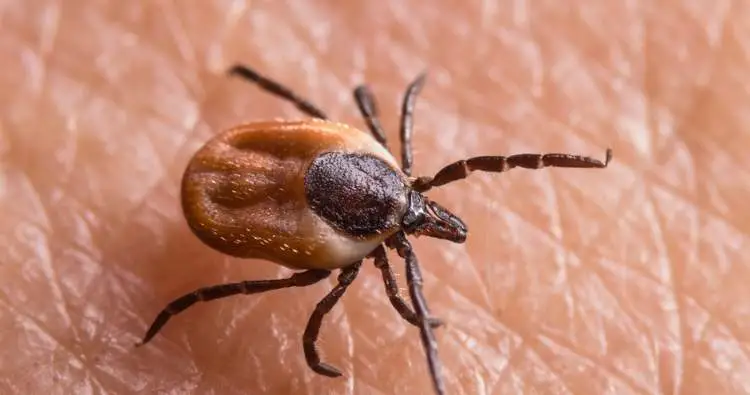 Black Legged Ticks