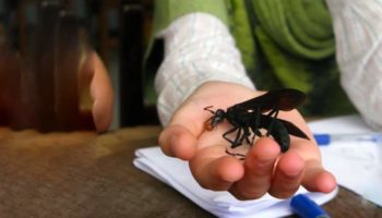 Picture 10 World’s Most Dangerous Insects