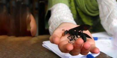 Picture 10 World’s Most Dangerous Insects