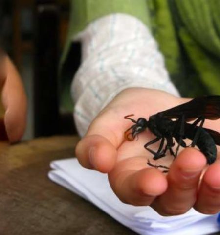 Picture 10 World’s Most Dangerous Insects