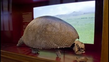 Picture Early Humans Hunted A Car-sized Relative Of The Armadillo