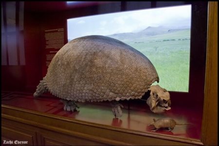Picture Early Humans Hunted A Car-sized Relative Of The Armadillo