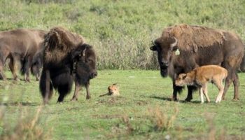 Picture Herd Of Plains Bison Released In 2017 Has Grown In Number