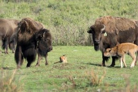 Picture Herd Of Plains Bison Released In 2017 Has Grown In Number