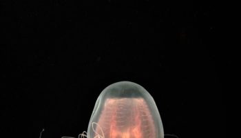 Picture There Is A Species Of Jellyfish That Is Biologically Immortal