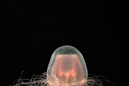 Picture There Is A Species Of Jellyfish That Is Biologically Immortal
