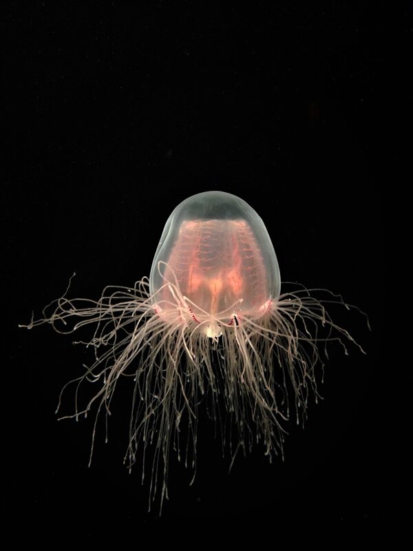 There Is A Species Of Jellyfish That Is Biologically Immortal