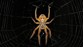 Picture Spiders Use Hydraulic Pressure To Extend Their Limbs