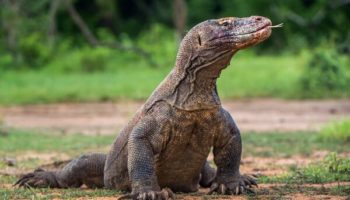 Picture Female Komodo Dragons Can Reproduce Through Parthenogenesis