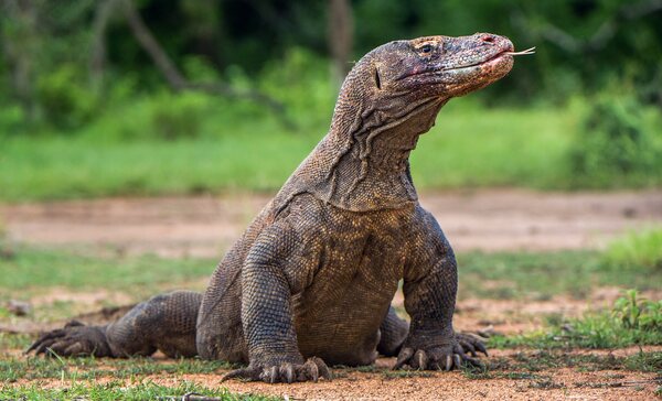 Female Komodo Dragons Can Exhibit Parthenogenesis