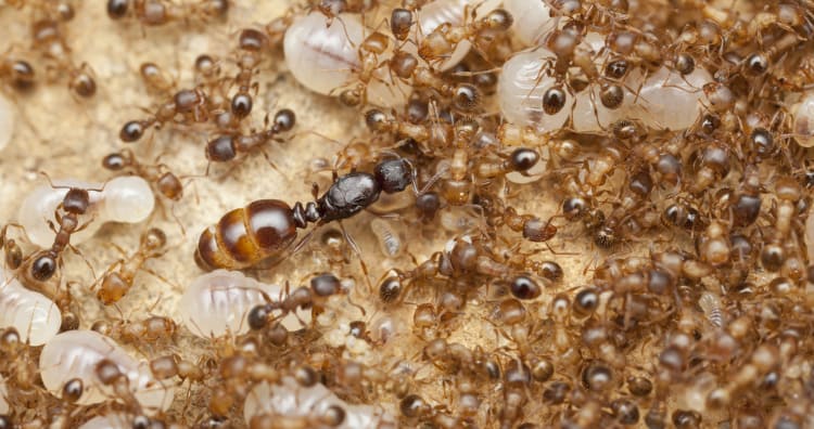 Ant Queen in nest