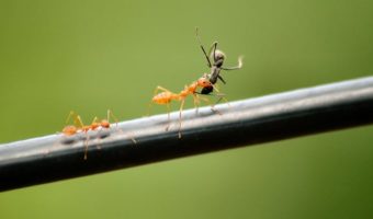 Picture Why Do Ants Carry Bodies of Other Dead Ants?