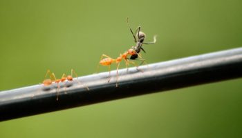 Picture Why Do Ants Carry Bodies of Other Dead Ants?