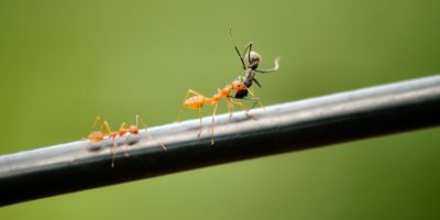 Picture Why Do Ants Carry Bodies of Other Dead Ants?