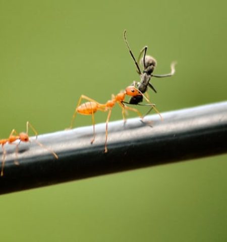 Picture Why Do Ants Carry Bodies of Other Dead Ants?