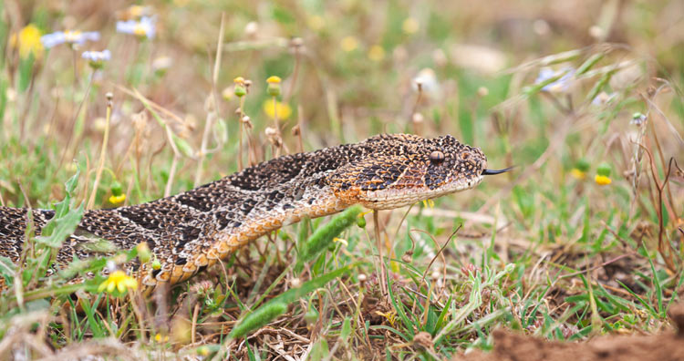 Can snakes make a comeback in ireland?
