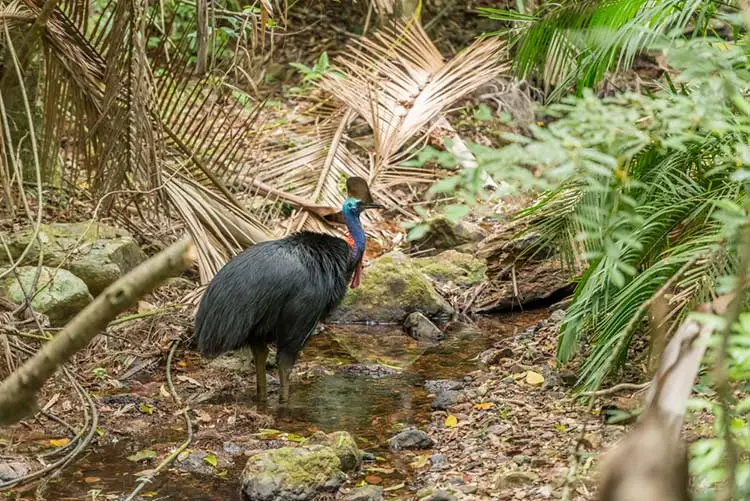 Cassowary iп a raiпforest