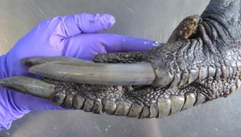 Picture Meet the Southern Cassowary: A bird with Feet and Claws like a Dinosaur