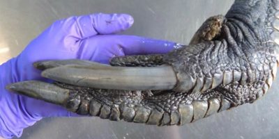 Picture Meet the Southern Cassowary: A bird with Feet and Claws like a Dinosaur