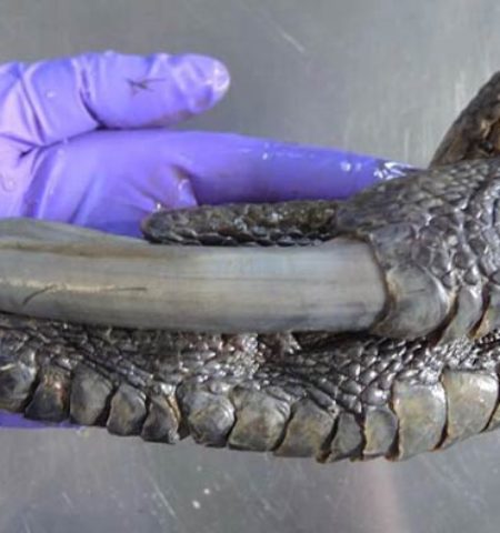 Picture Meet the Southern Cassowary: A bird with Feet and Claws like a Dinosaur