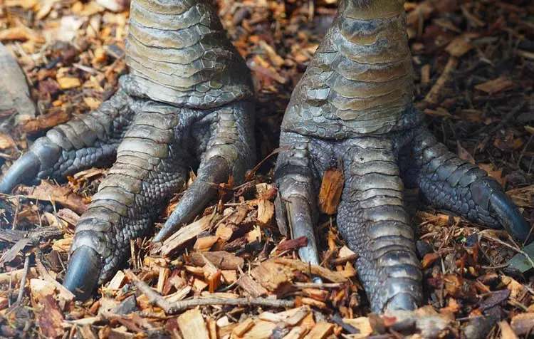  Cassowary's Stroпg Toυgheпed Feet