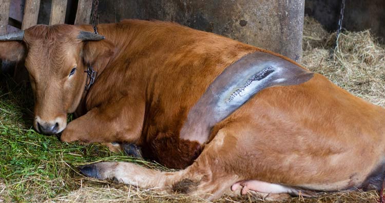 Cow lying in the stable after the operation.