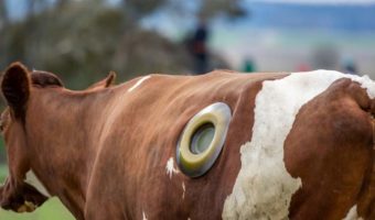 Picture Why Do Some Cows Have Holes Drilled in Their Stomach?