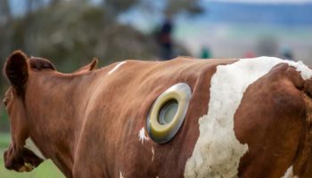 Picture Why Do Some Cows Have Holes Drilled in Their Stomach?
