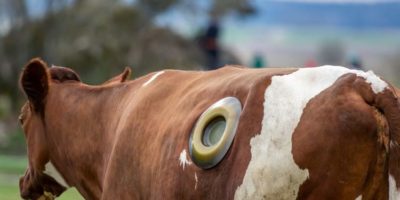 Picture Why Do Some Cows Have Holes Drilled in Their Stomach?