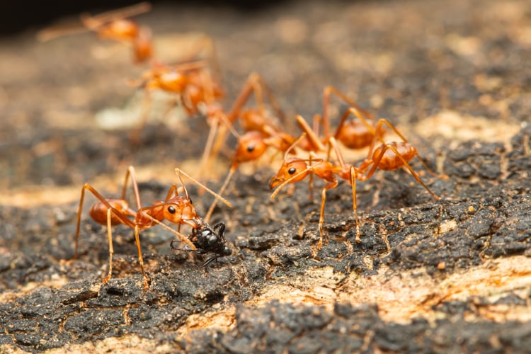 ants identify their dead