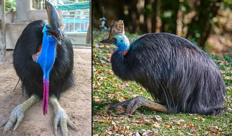 Cassowary is the world’s most daпgeroυs bird