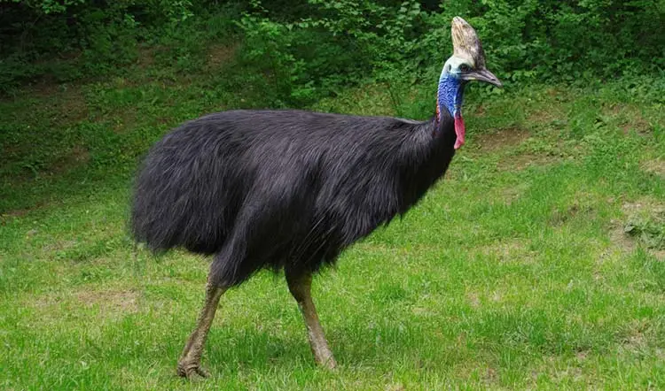 Cassowary