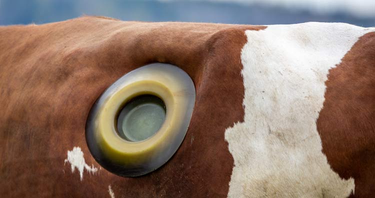 Why Do Some Cows Have Holes Drilled in Their Stomach?