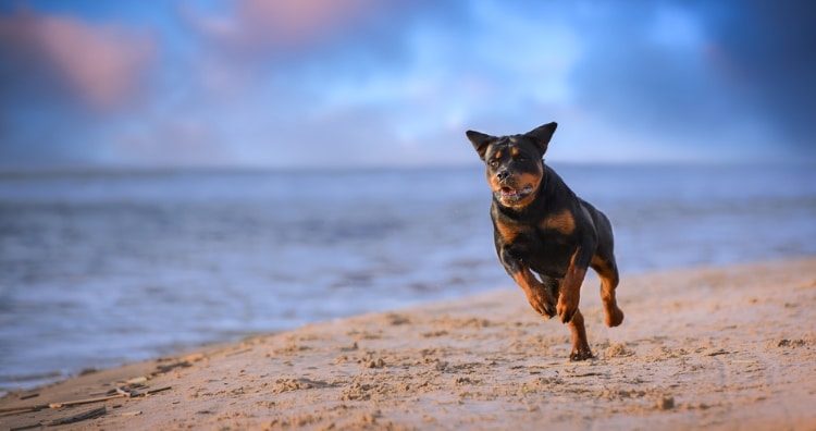 Rottweiler running on a beach