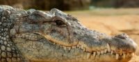 Picture Why Do Crocodile Shed Tears? Here’s What Scientists Say