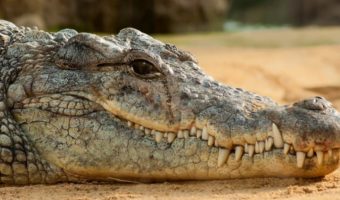 Picture Why Do Crocodile Shed Tears? Here’s What Scientists Say