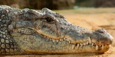 Picture Why Do Crocodile Shed Tears? Here’s What Scientists Say