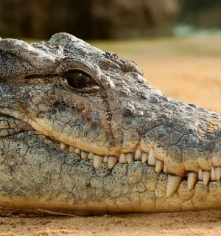 Picture Why Do Crocodile Shed Tears? Here’s What Scientists Say