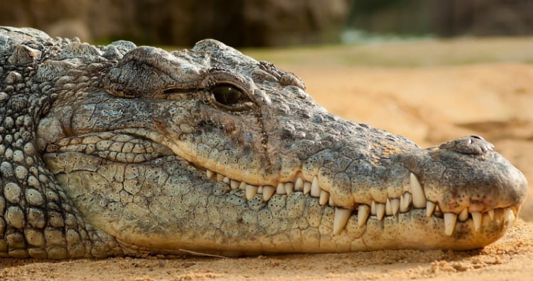 Why Do Crocodile Shed Tears?