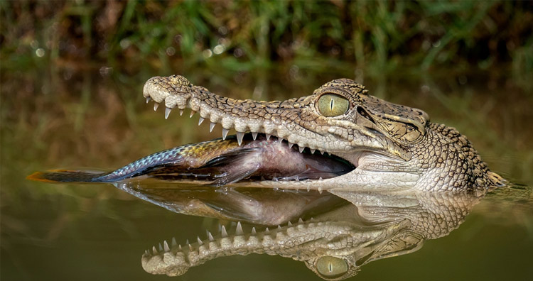 Crocodile eating a fish