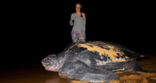 Scariest Turtle - The Leatherback Turtle's Mouth Looks Terrifying