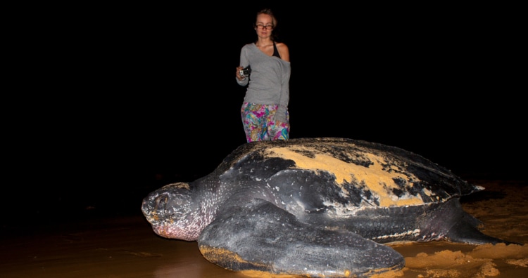 Leatherbacks sea turtles are the world's largest turtles.