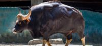 Picture What Are These Massive Super-Cows? Find Out About the Gaurs