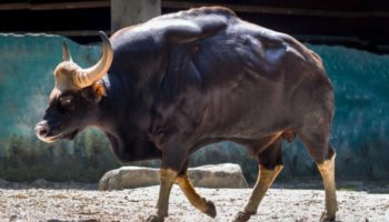 Picture What Are These Massive Super-Cows? Find Out About the Gaurs