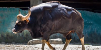 Picture What Are These Massive Super-Cows? Find Out About the Gaurs