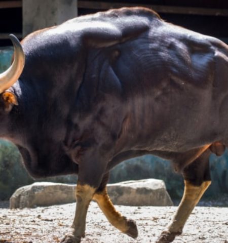 Picture What Are These Massive Super-Cows? Find Out About the Gaurs